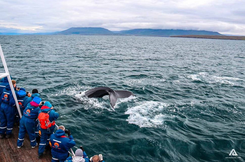 Whale Watching Tour In Dalvik Whale Watching Tour In Dalvik Iceland