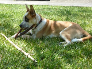 dog chewing on stick